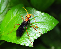 Leptodialepis bipartitus