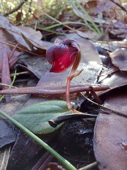 Corybas unguiculatus