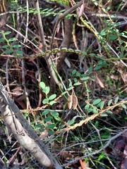 Bossiaea stephensonii