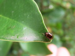 Cleoporus variabilis