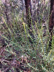 Bossiaea stephensonii