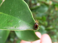 Cleoporus variabilis