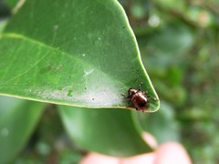 Cleoporus variabilis