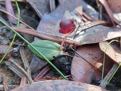 Corybas unguiculatus