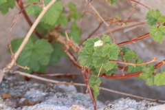 Ribes