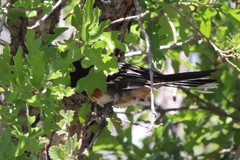 Pipilo maculatus