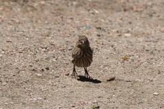 Haemorhous mexicanus frontalis