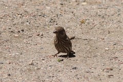 Haemorhous mexicanus frontalis
