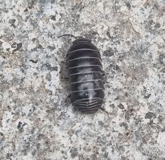 Armadillidium vulgare