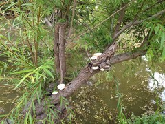Lentinus squarrosulus