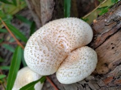 Lentinus squarrosulus