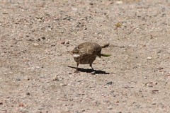Haemorhous mexicanus frontalis