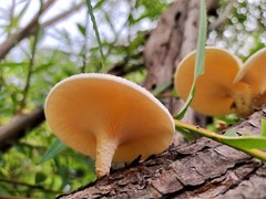 Lentinus squarrosulus