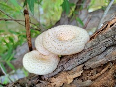 Lentinus squarrosulus