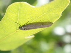 Ethmia