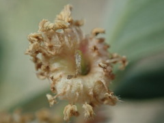 Cercocarpus montanus