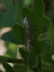 Ethmia