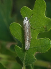 Ethmia