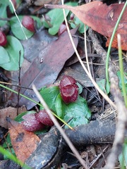 Corybas undulatus