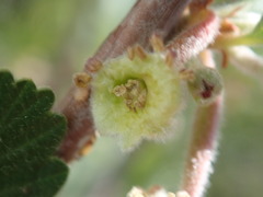 Cercocarpus montanus