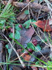 Corybas undulatus