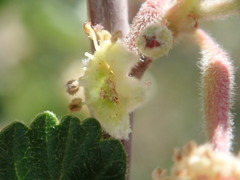 Cercocarpus montanus