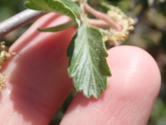 Cercocarpus montanus