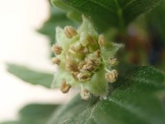 Cercocarpus montanus