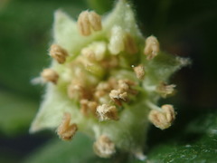 Cercocarpus montanus