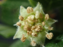 Cercocarpus montanus