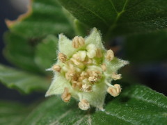 Cercocarpus montanus