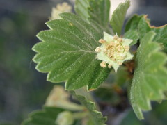 Cercocarpus montanus