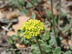 Eriogonum umbellatum