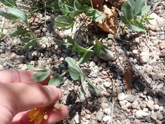 Thermopsis