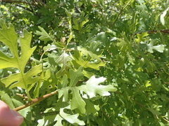 Quercus gambelii