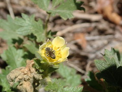 Anthophila