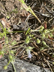 Collinsia childii