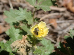 Anthophila