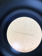 Lentinellus micheneri