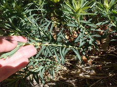 Euphorbia virgata
