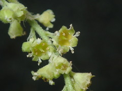 Heuchera parvifolia