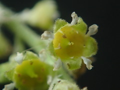 Heuchera parvifolia