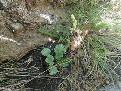 Heuchera parvifolia