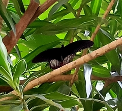Papilio rumanzovia