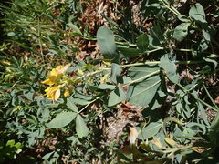 Thermopsis