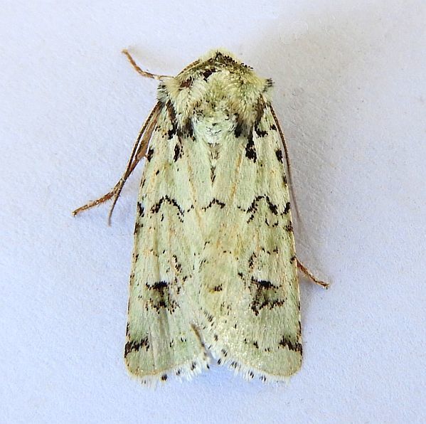 Lacinipolia runica