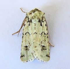 Lacinipolia runica