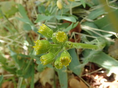 Senecioninae
