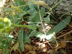 Senecioninae