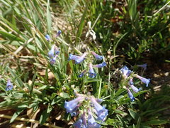 Penstemon virens
